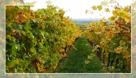 Weinberge im Herbst